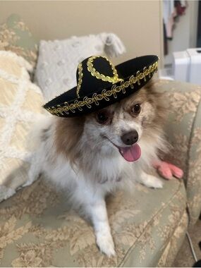 Mexican Sombrero Fiesta Dog Hat Black Gold Mariachi Embroidered